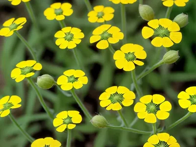 Medicago Disciformis (Medicago Disciformis)