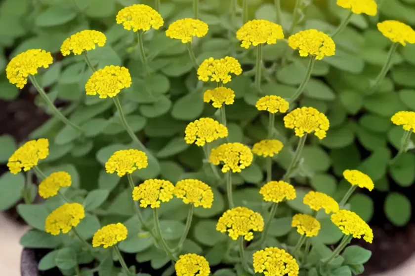 Medicago soleirolii duby (medicago soleirolii)