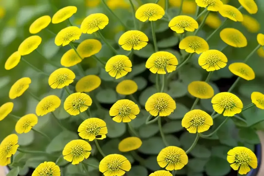 Medicago tenoreana (medicago tenoreana) — photo 2