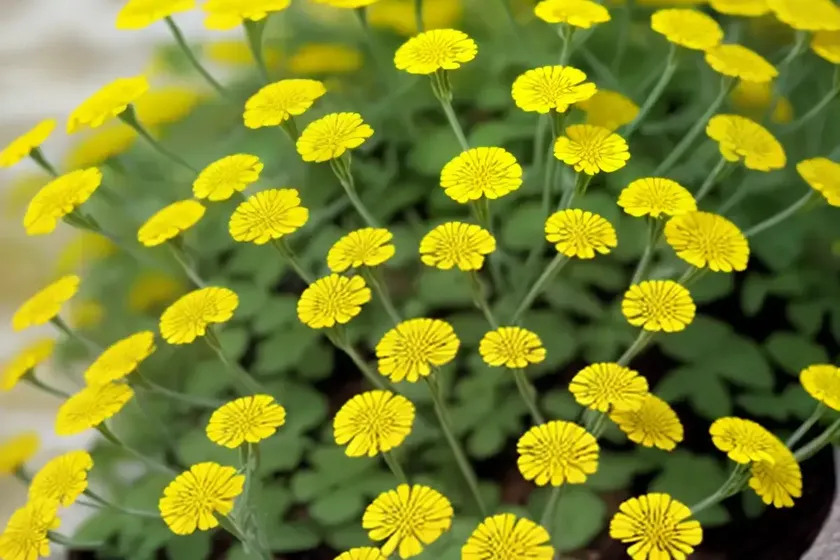 Medicago tenoreana (medicago tenoreana) — photo 3