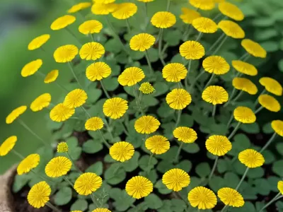 Medicago Tenoreana (Medicago Tenoreana)