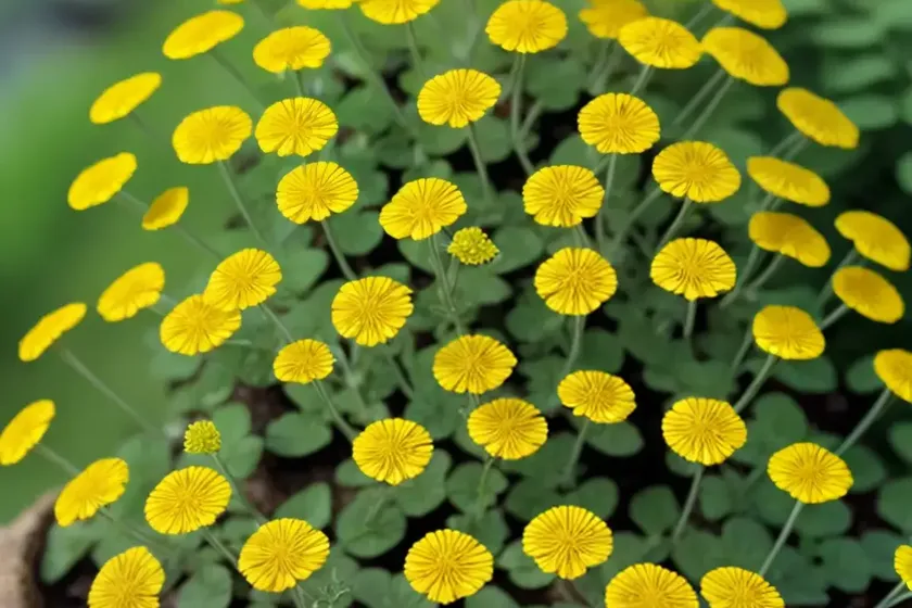 Medicago tenoreana (medicago tenoreana)