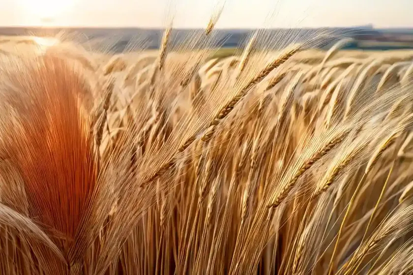 Mediterranean Barley (Hordeum Geniculatum) — photo 3
