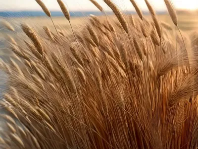 Mediterranean Barley (Hordeum Geniculatum)