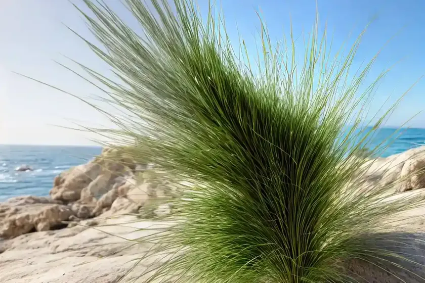 Mediterranean beard grass (polypogon maritimus) — photo 3