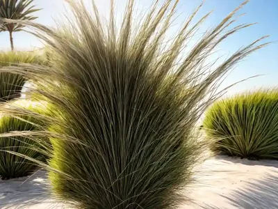 Mediterranean Beard Grass (Polypogon Maritimus)