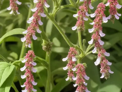 Mediterranean Figwort (Scrophularia Peregrina)