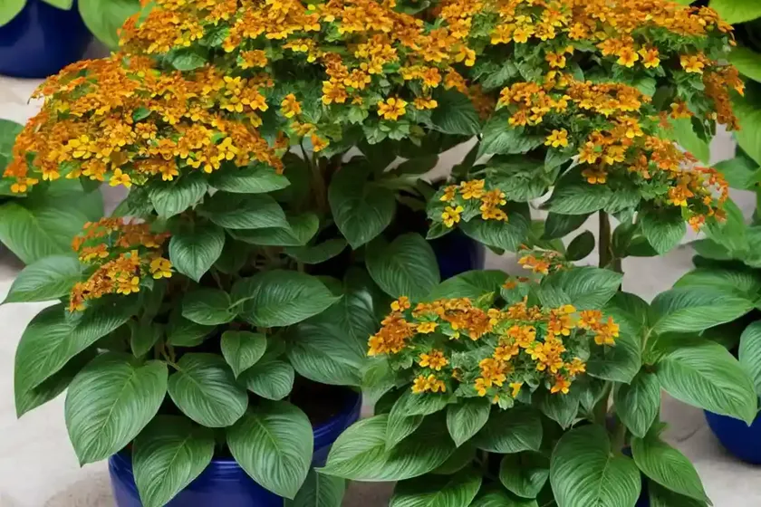 Mediterranean fluellen (kickxia commutata) — photo 3