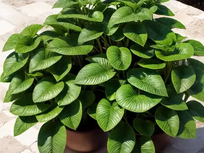 Mediterranean Fluellen (Kickxia Commutata)