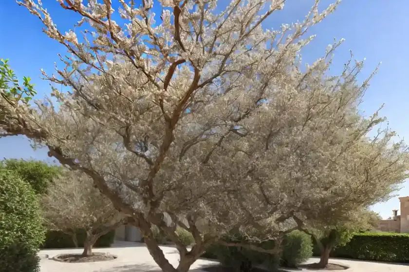 Mediterranean hackberry (celtis australis) — photo 2