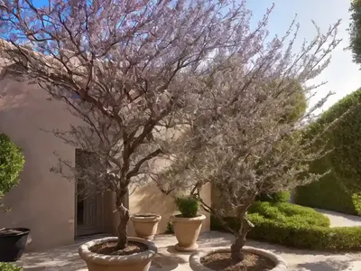 Mediterranean Hackberry (Celtis Australis)
