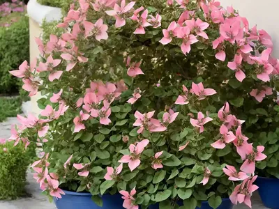 Mediterranean Restharrow (Ononis Mitissima)