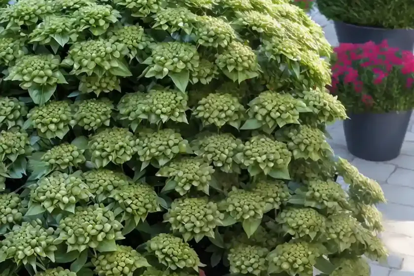 Mediterranean spurge (euphorbia characias) — photo 2