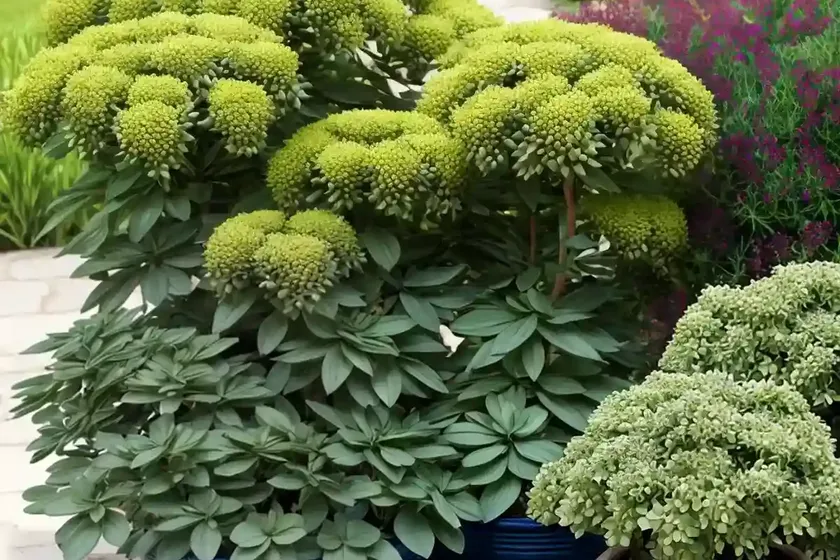 Mediterranean spurge (euphorbia characias) — photo 3