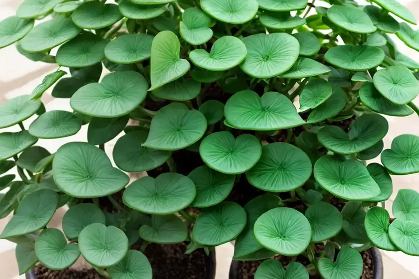Medusa plant (euphorbia flanaganii) — photo 2