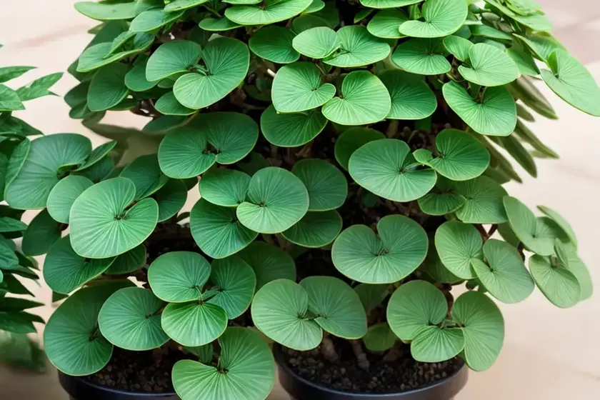 Medusa plant (euphorbia flanaganii) — photo 3