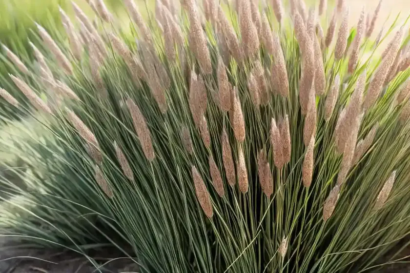 Melera grass (ononis pubescens) — photo 3