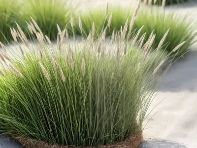 Melera Grass (Ononis Pubescens)