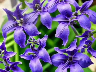 Mexican Bluebell (Ruellia Simplex)