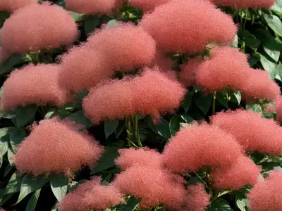 Mexican Burningbush (Bassia Scoparia)