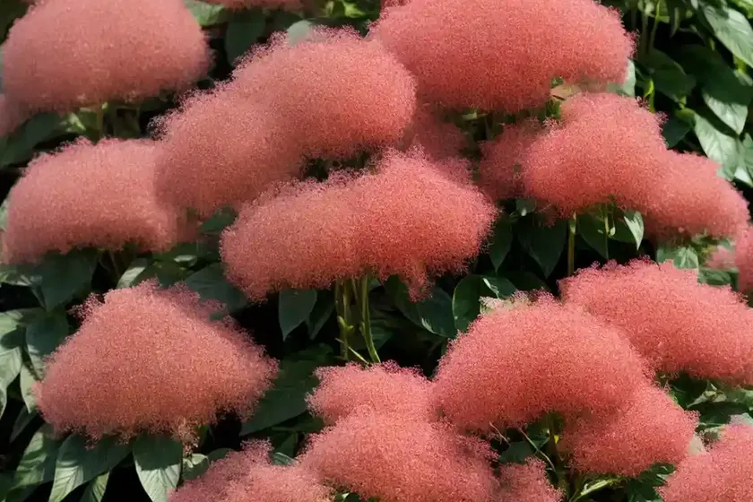 Mexican burningbush (bassia scoparia)