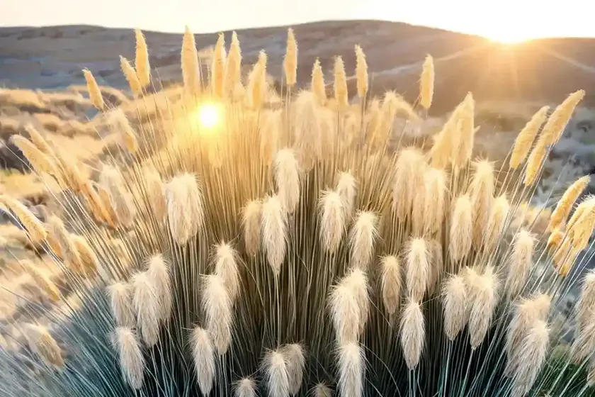 Mexican feather grass (stipa tenuissima) — photo 2