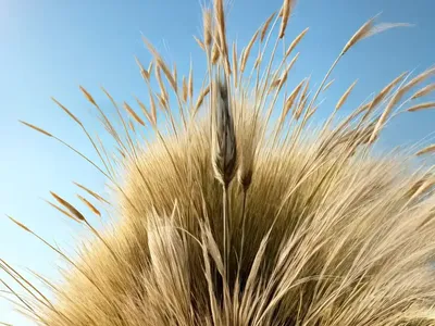 Mexican Feather Grass (Stipa Tenuissima)