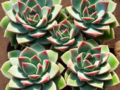 Mexican Giant Echeveria (Echeveria Colorata ‘mexican Giant’)