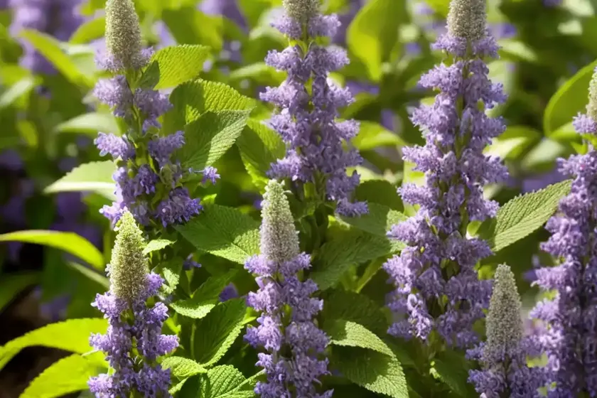Mexican lemon hyssop (agastache mexicana) — photo 2
