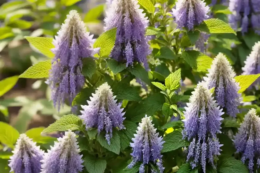 Mexican lemon hyssop (agastache mexicana) — photo 3