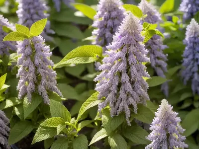 Mexican Lemon Hyssop (Agastache Mexicana)