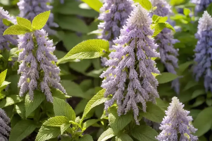 Mexican lemon hyssop (agastache mexicana)