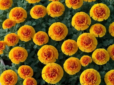 Mexican Mint Marigold (Tagetes Lucida)