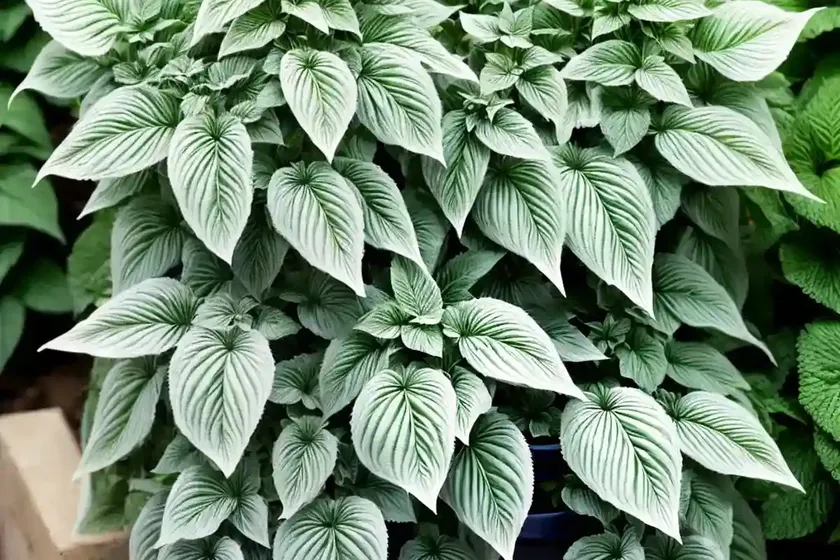 Mexican mint (plectranthus amboinicus) — photo 3