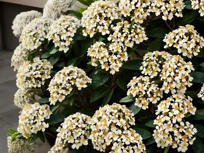 Mexican Orange Blossom (Choisya Ternata)