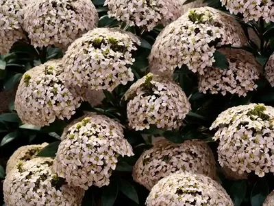Mexican Orange (Choisya Arizonica ‘Bluestone’)