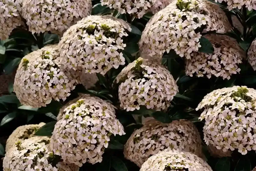 Mexican orange (choisya arizonica ‘bluestone’)