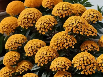 Mexican Orange (Choisya Ternata)