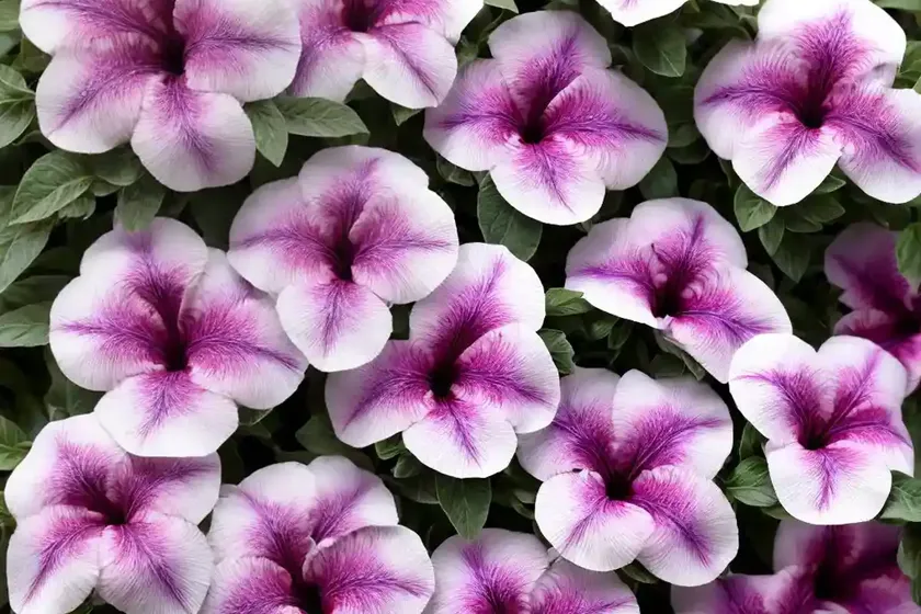 Mexican petunia (ruellia simplex ‘katie’) — photo 2