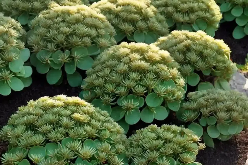 Mexican sedum (sedum stahlii) — photo 3