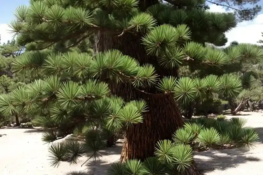 Mexican white pine (pinus ayacahuite) — photo 2