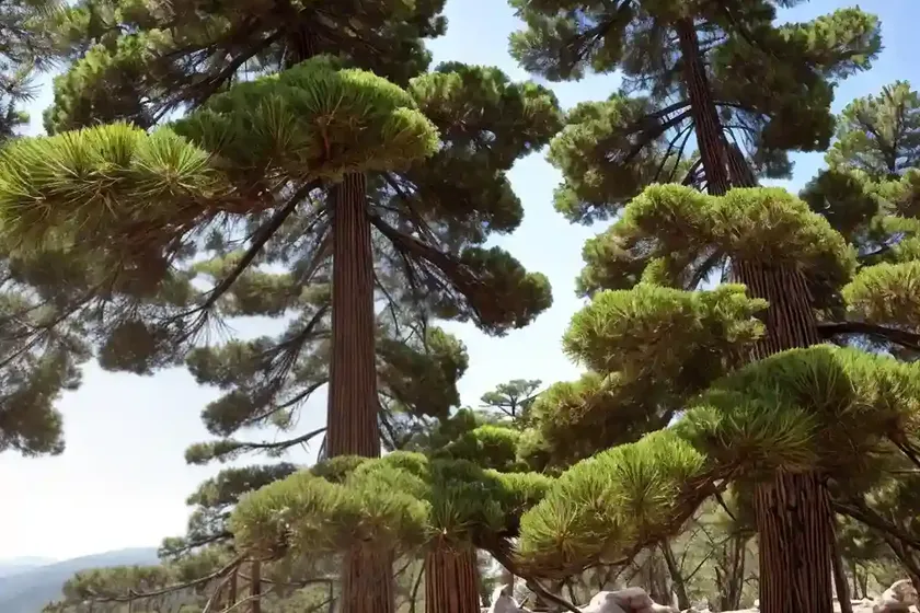 Mexican white pine (pinus ayacahuite) — photo 3