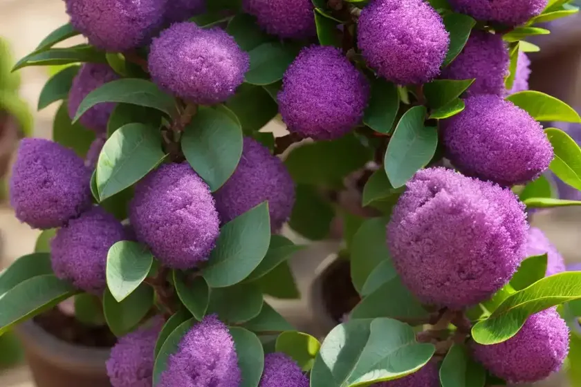Mezereon (daphne mezereum) — photo 3