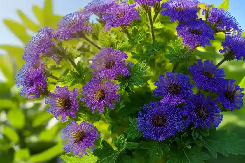 Miami mist (phacelia purshii) — photo 2
