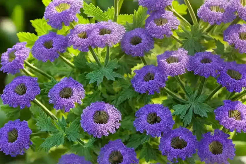 Miami mist (phacelia purshii) — photo 3
