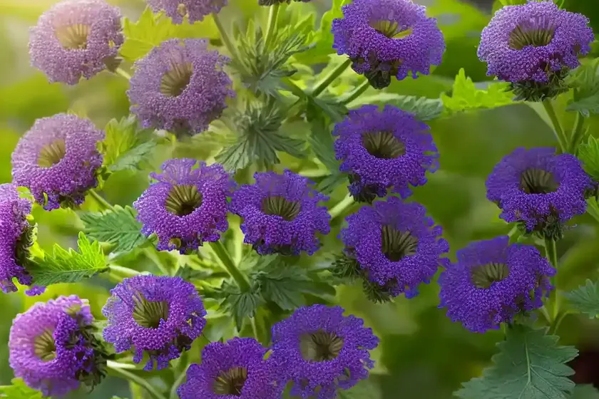 Miami mist (phacelia purshii)
