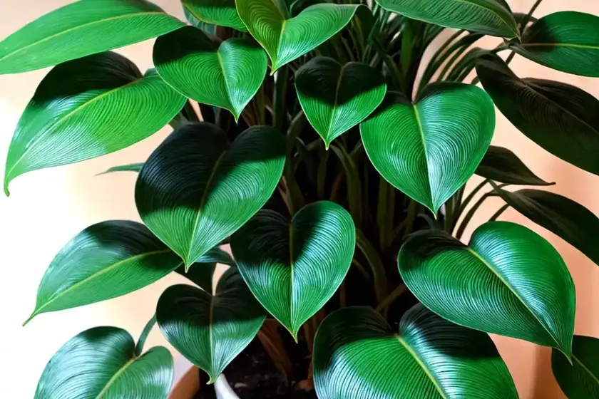 Micans philodendron (philodendron micans) — photo 2