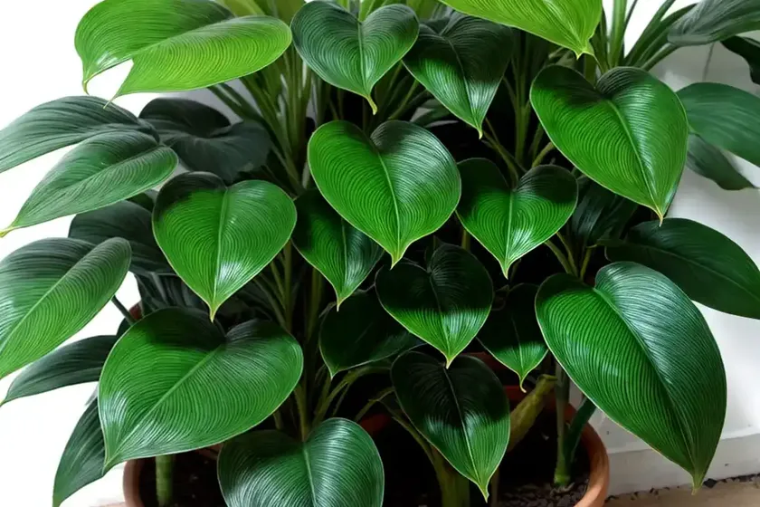 Micans philodendron (philodendron micans) — photo 3