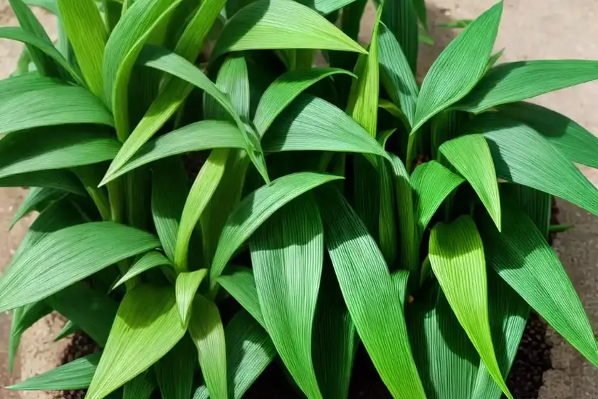 Microsorum ‘green flame’ (microsorum punctatum green flame’) — photo 3