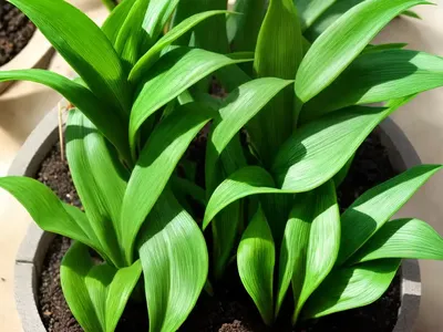 Microsorum ‘green Flame’ (Microsorum Punctatum Green Flame’)